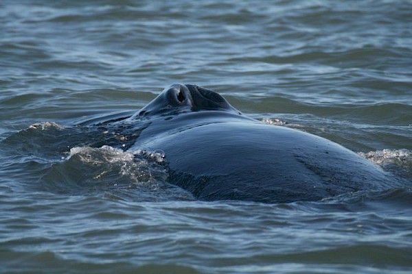 humpback_whale_750.jpg