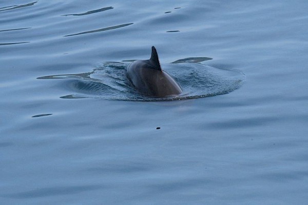 porpoise_2_-_lynsey_750.jpg