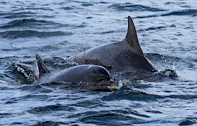 Bottlenose dolphins. Photo Nigel Spencer