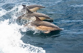 Short-beaked Common Dolphins by Nigel Spencer