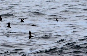 Storm Petrel Will Smith