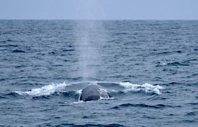Fin Whale Lynsey Bland