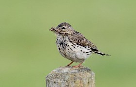 Meadow Pipit Alan and Janet Dixon