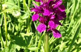 northern marsh orchid Will Smith