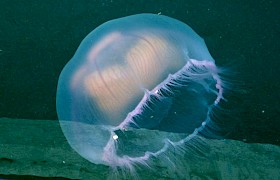 Moon Jellyfish Peter Skelton