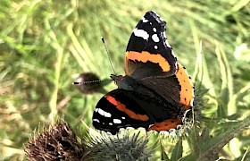 Red Admiral Butterfly on Canna Lynsey Bland