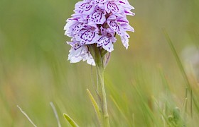 spotted orchid by Janet and Alan Dixon