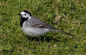 pied wagtail Mick Temple