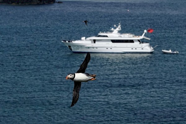 lm_with_puffins_will_-4_750.jpg