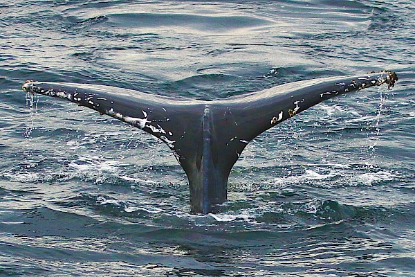 humpback_guest_shamim_robertson_-3.jpg