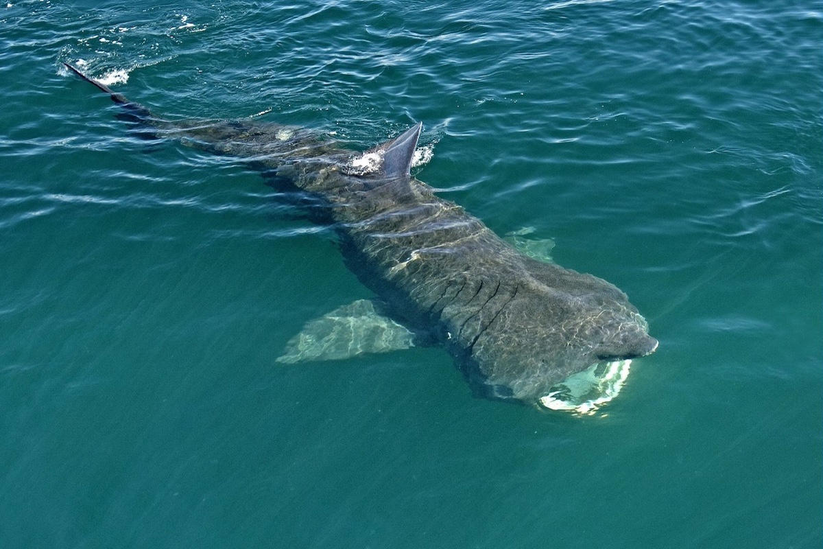 basking_shark.jpeg