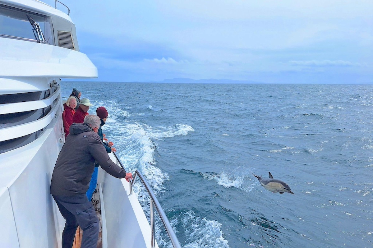 common_dolphin_lm_guests_indy-1.jpeg