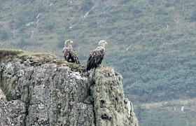 White tailed eagles Linsey Bland