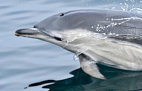 Common Dolphin (Photo Lynsey Bland)