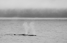 Fin Whale Group Conor Ryan