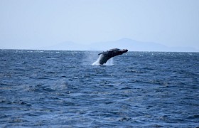Humpback Whale Zoe Stevenson