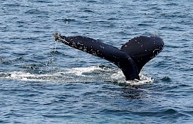 Humpback whale Guest Steve Lloyd