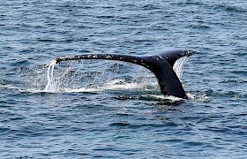 Humpback Whale Guest Steve Lloyd
