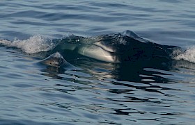 Fin Whale with Common Dolphin