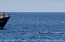 Fin Whale (Taken by guest Mike Roberts)