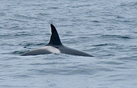 Orca (Photo by guide Lynsey Bland)