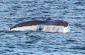 Humpback Whale diving (Photo Guest Steve Lloyd)