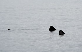 Basking Shark