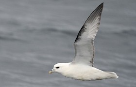 Fulmar