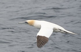 Gannet
