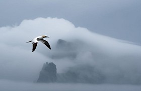 St Kilda and Gannet