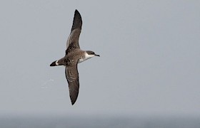 Great Shearwatere