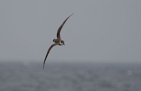 Great Shearwater