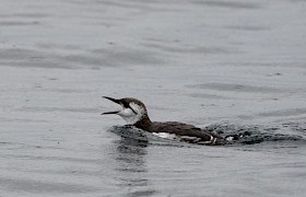 Juvenile Guillemot