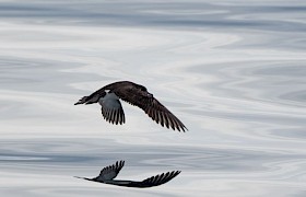 Manx Shearwater