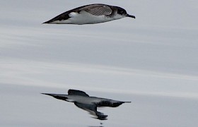 Manx Shearwater