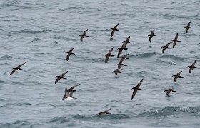 Flock of Manx Shearwaters
