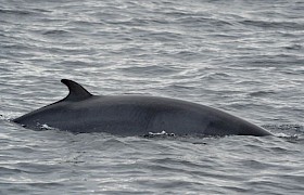 Minke Whale