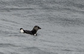 Puffling
