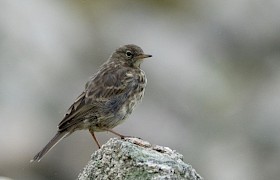 Rock Pippit