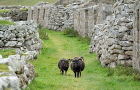 St Kilda Soay Sheep