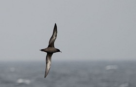 Sooty Shearwater