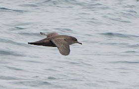 Sooty Shearwater