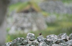 St Kilda Wren