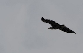 White Tailed Eagle
